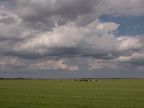 Koeien in de polder van Eemnes met dreigende wolkenlucht
