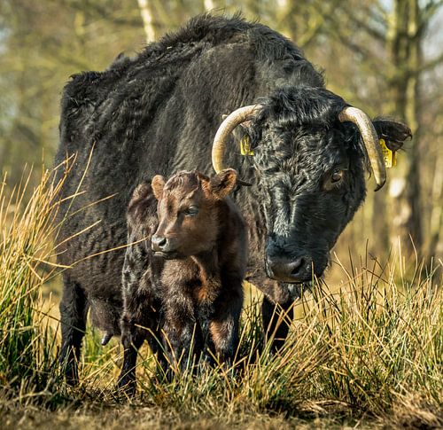 Schottischer Highlander mit neugeborenem Kalb in der Morgensonne.
