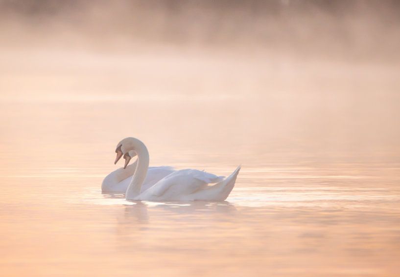 swans sunrise by natascha verbij