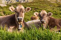 Kühe auf der Alm in den Schweizer Alpen von Werner Dieterich Miniaturansicht
