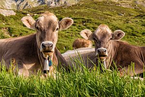 Koeien op de alpenweide in de Zwitserse Alpen van Werner Dieterich