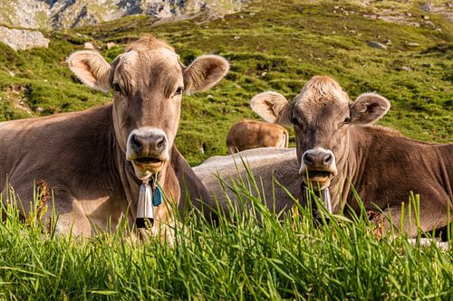Bovine on the alpine pasture in the Swiss Alps
