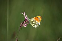 Orange beschwipst auf Kuckucksblume