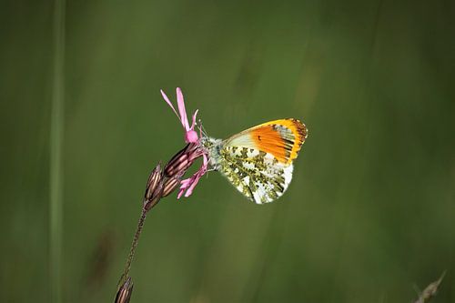 Oranjetipje op koekoeksbloem