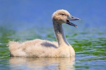 Young baby swan