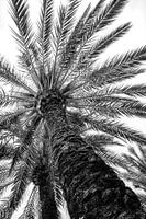 Palme