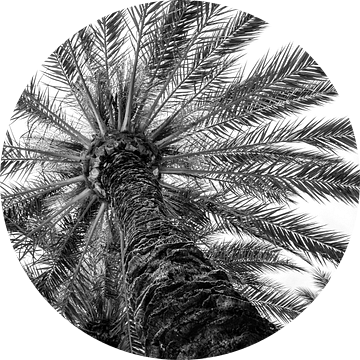 Palmboom (gezien bij vtwonen) van MirjamCornelissen - Fotografie