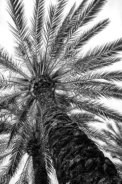 Palmboom (gezien bij vtwonen) van MirjamCornelissen - Fotografie