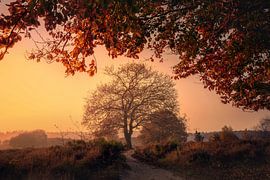 herfskleuren bij zonsopkomst op de heide van Theo van Veenendaal