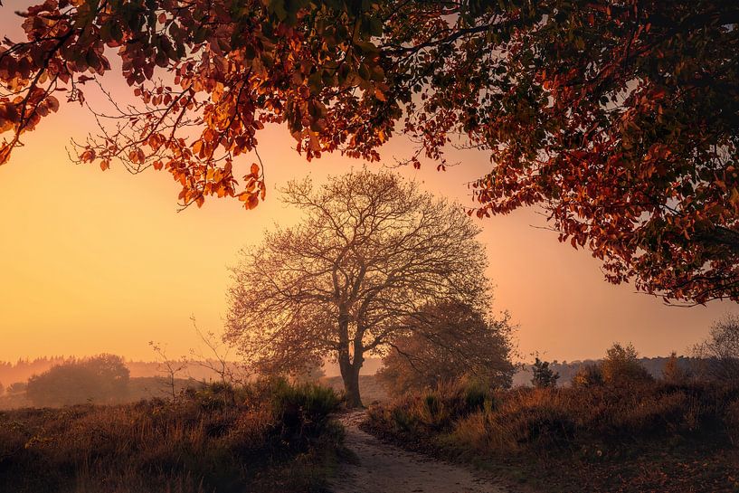 Autumn colors at sunrise with haze at the heather fields by Theo van Veenendaal