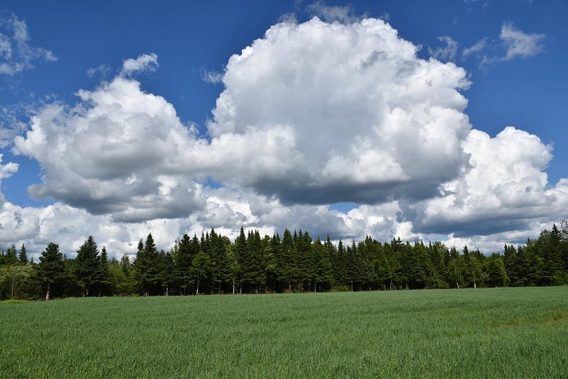 An oat field on a summer day by Claude Laprise