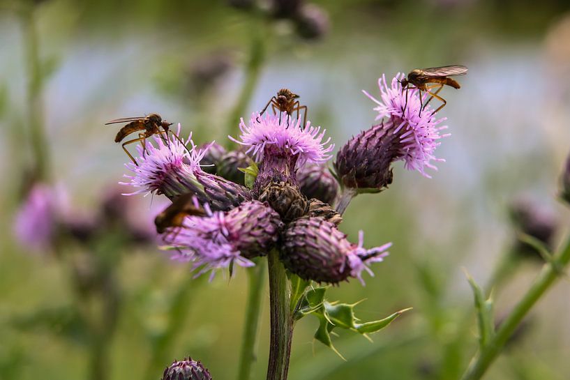 Field thistle with 3 flies by Catelijne Loos
