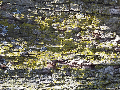 Tree-trunk Structures No. 27