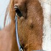 Close-up van een paardenhoofd. van Marcel Mooij