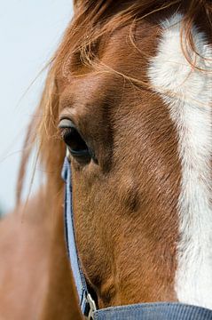 Close-up van een paardenhoofd. van Marcel Mooij