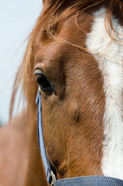 Gros plan sur la tête d'un cheval. par Marcel Mooij