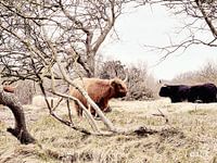 Schottische Highlander ruhen sich aus