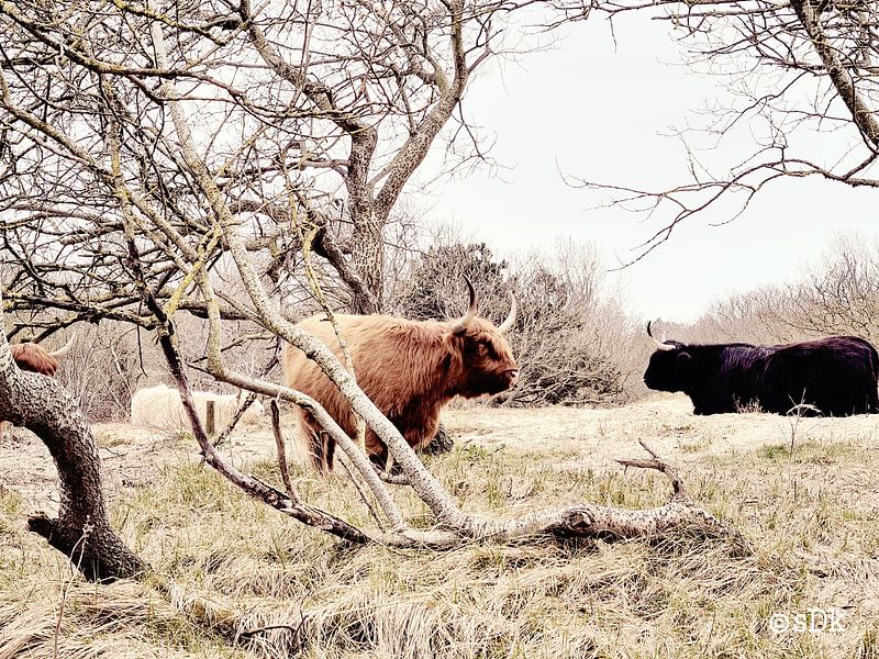 Scottish highlanders rest by Beachlines and colors SdK