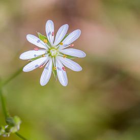 Twinkle twinkle little star by QEIMOY