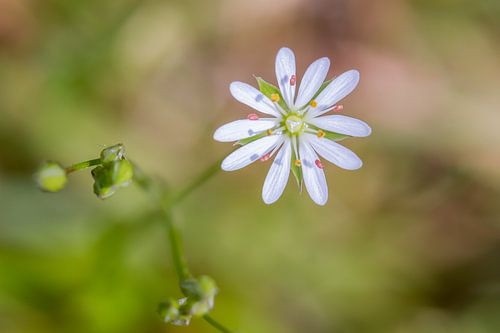 Twinkle twinkle little star van QEIMOY