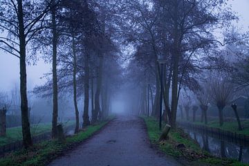 A misty avenue
