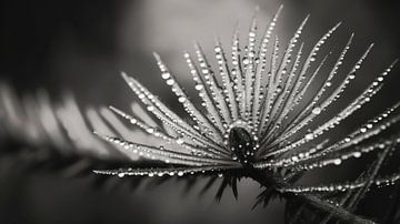 Pine Fruit Macro by Treechild