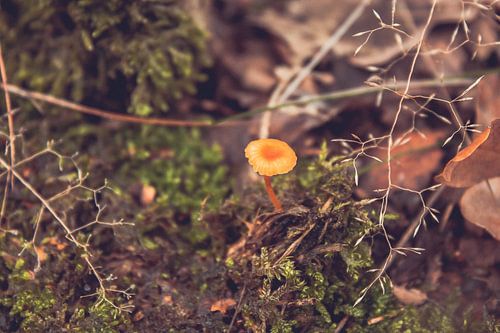 Mushrooms by Autumn morning