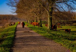Herd of Scottish Highlanders on and around the footpath