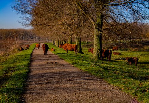Troupeau de Highlanders écossais sur et autour du chemin de randonnée