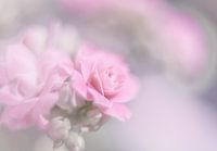 Blume