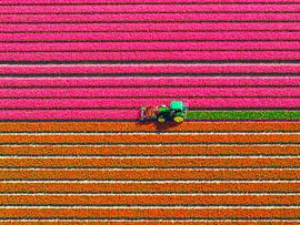 Tulip topping tractor in a field of tulips during springtime seen from above by Sjoerd van der Wal Photography