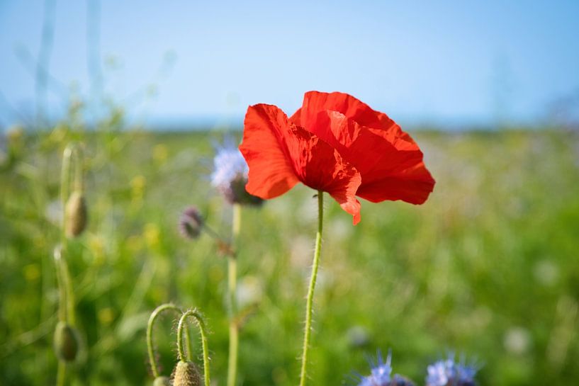 Poppy with red petals by Martin Köbsch