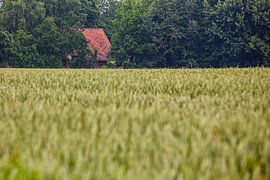 Versteckte Bauernhöfe in der Umgebung von Winterswijk (2)