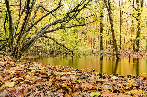 November in the Hydraulic Forest