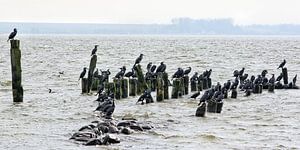Aalscholvers in de Barther Bodden - Oostzee