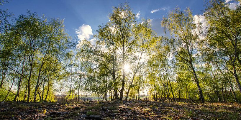 Birkenwald im Licht von Steffen Gierok