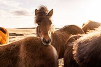 IJslandse paarden