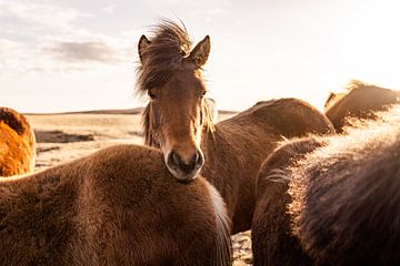 IJslandse paarden van VeraMarjoleine fotografie