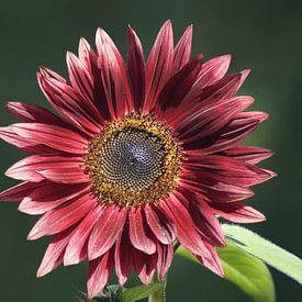 Sunflower with red blossom by Karsten Mücke