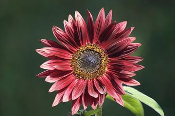 Sunflower with red blossom