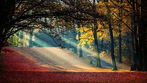 Sonnenstrahlen im Herbst von Holger Debek