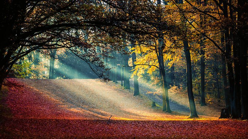 Sonnenstrahlen im Herbst by Holger Debek