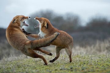 Renards / renards roux ( Vulpes vulpes ) deux adultes en lutte agressive, dispute, affrontement,