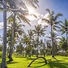 Palmiers au paradis Bali sur Danny Bastiaanse