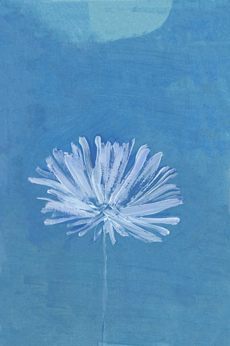 Blauwe-maanbloem