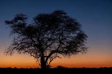Silhouet van een grote boom bij zonsopkomst van Simone Janssen
