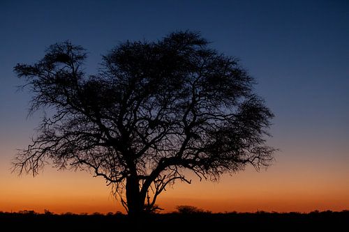 Silhouette of a large tree at sunrise by Simone Janssen