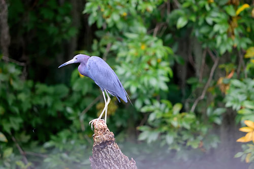 Een kleine blauwe reiger op een boomstronk