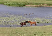 Paarden bij Hoefijzer Elden