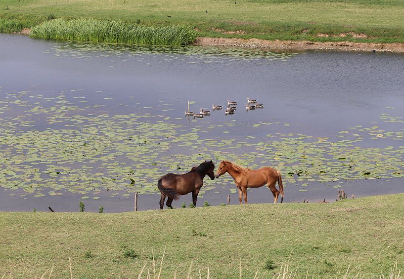 Paarden bij Hoefijzer Elden van Henri Bekker